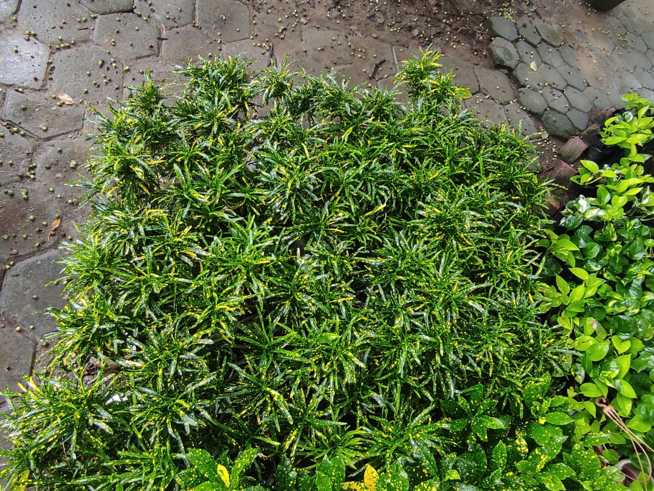 Commercial Landscaping