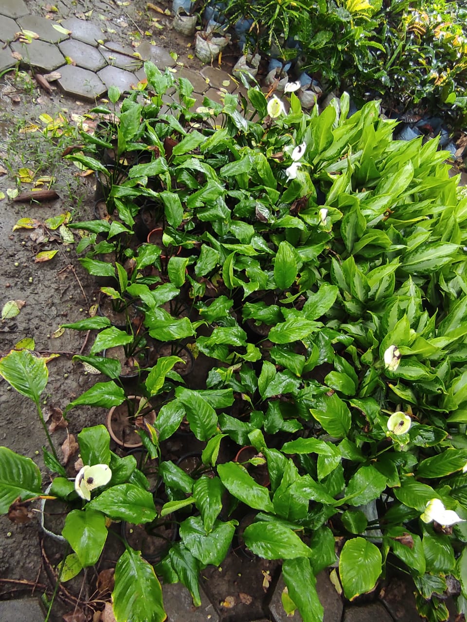 Commercial Landscaping